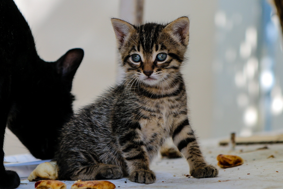 220 Kusadasi Cat 220 Kusadasi Cat