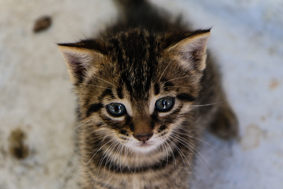 221 Kusadasi Cat 221 Kusadasi Cat