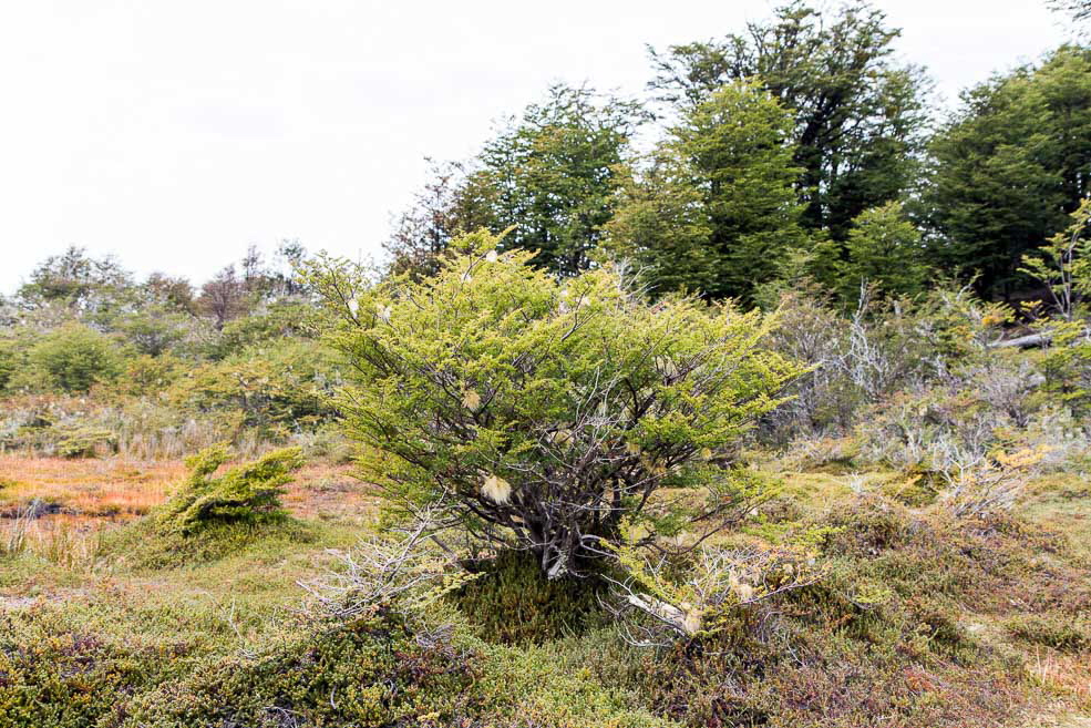 461 Ushuaia Tierra del Fuego 461 Ushuaia Tierra del Fuego