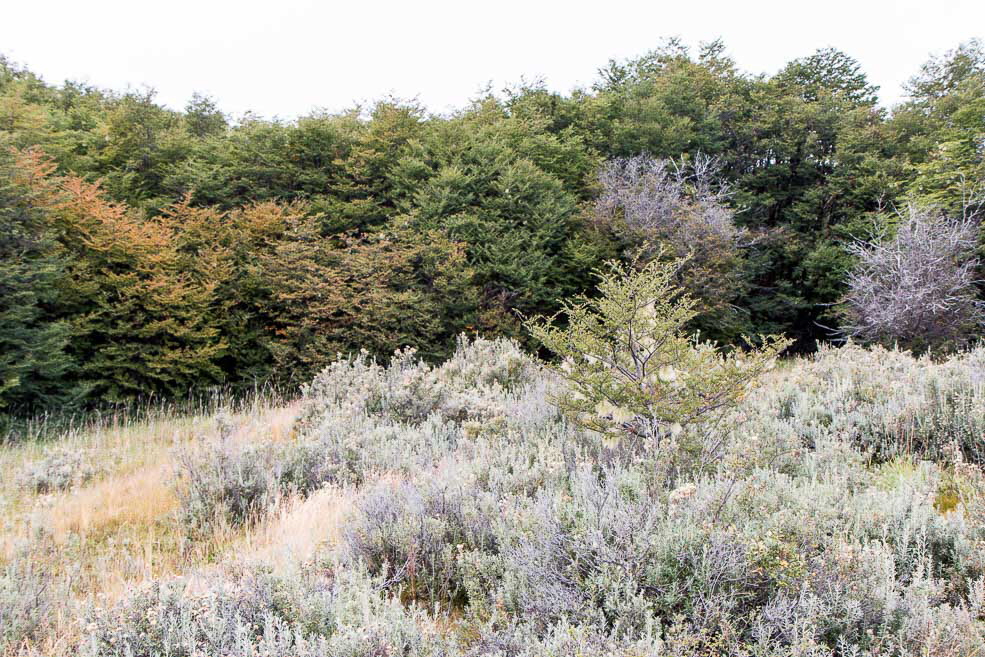 462 Ushuaia Tierra del Fuego 462 Ushuaia Tierra del Fuego