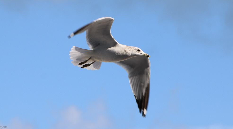 084 Coco Cay Seagull