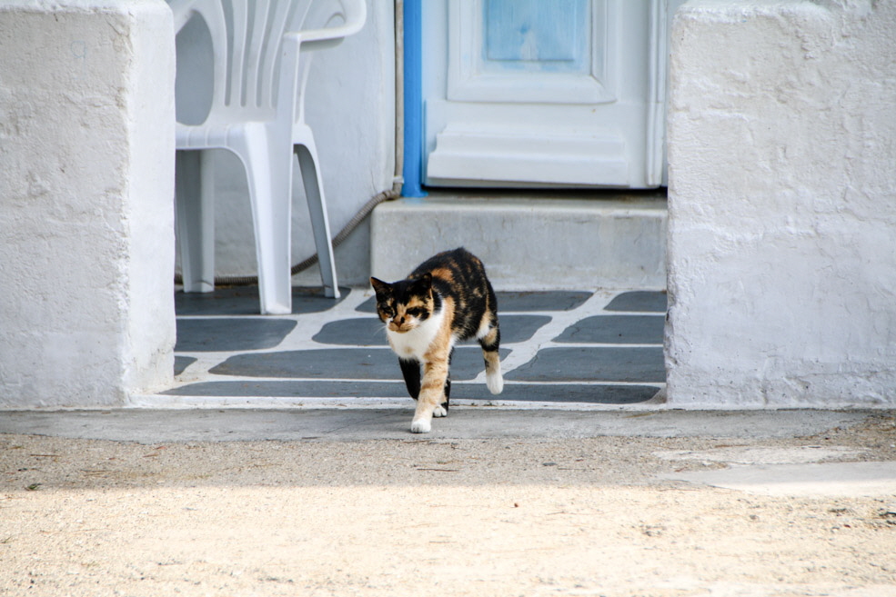 299-IMG_9434 299-IMG_9434