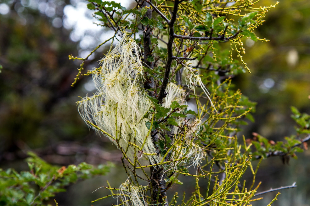 453 Ushuaia Tierra del Fuego