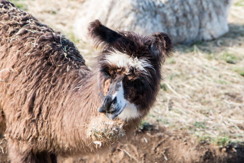 602 Puerto Varas Farm